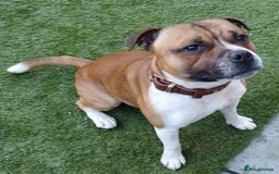 Staffordshire Bull Terrier dogs for stud: Proven Staffordshire Bull Terrier for Stud  - Image 2