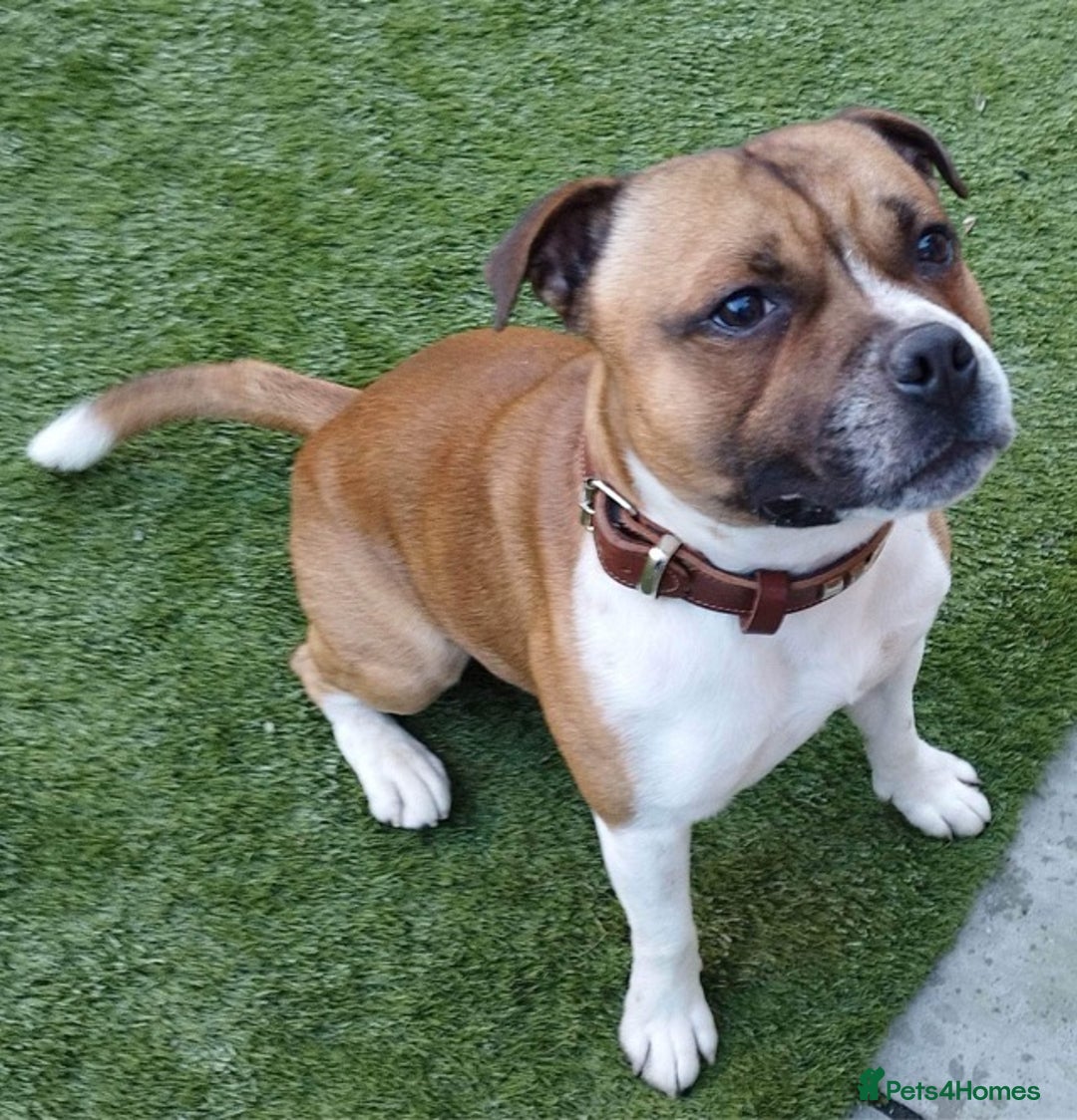 Staffordshire Bull Terrier dogs for stud: Proven Staffordshire Bull Terrier for Stud  - Image 2