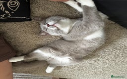 British Shorthair cats for sale: Beautiful BH Bicolour Kittens. Ready now! - Image 13