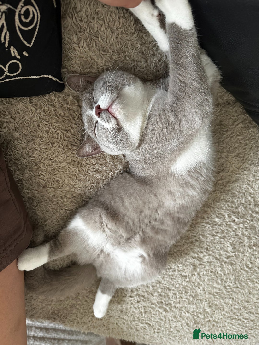 British Shorthair cats for sale: Beautiful BH Bicolour Kittens. Ready now! - Image 13