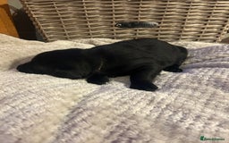 Labrador Retriever dogs for sale: Black Labrador Puppies  - Image 8