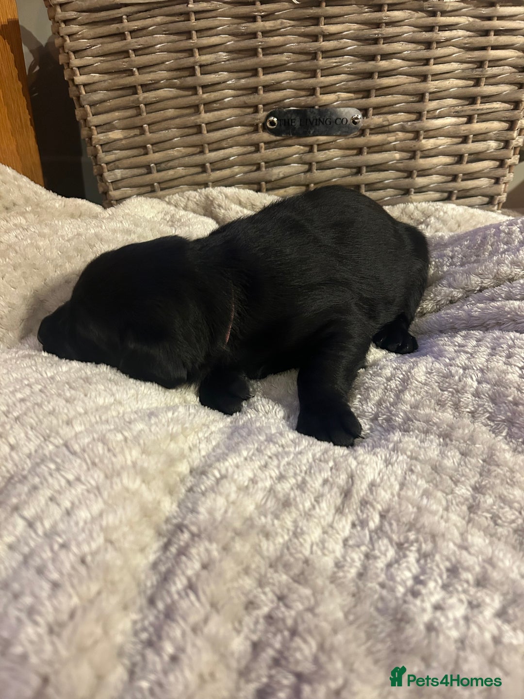 Labrador Retriever dogs for sale: Black Labrador Puppies  - Image 8