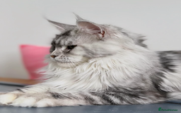 Maine Coon cats for sale: Meet This Special Maine Coon Girl - Image 8