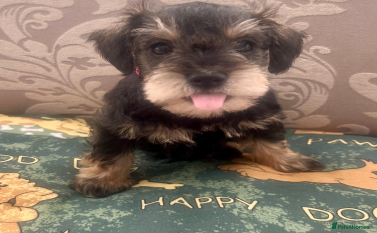 Miniature Schnauzer dogs - Advert 2