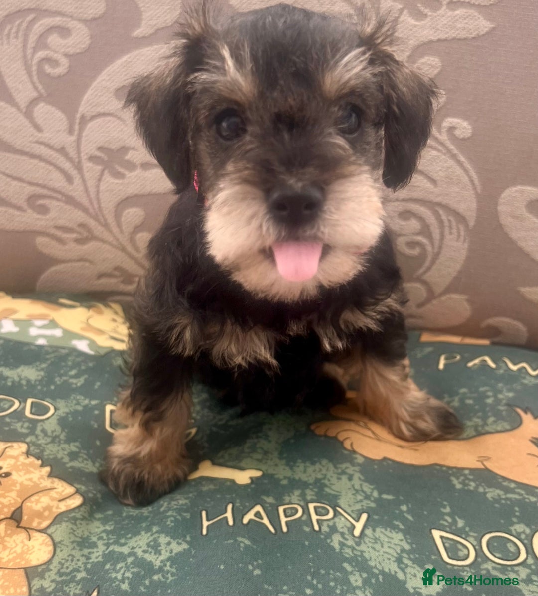Miniature Schnauzer dogs for sale: 🐾🐶Schnauzer/Schnoodles🐶🐾 - Image 28