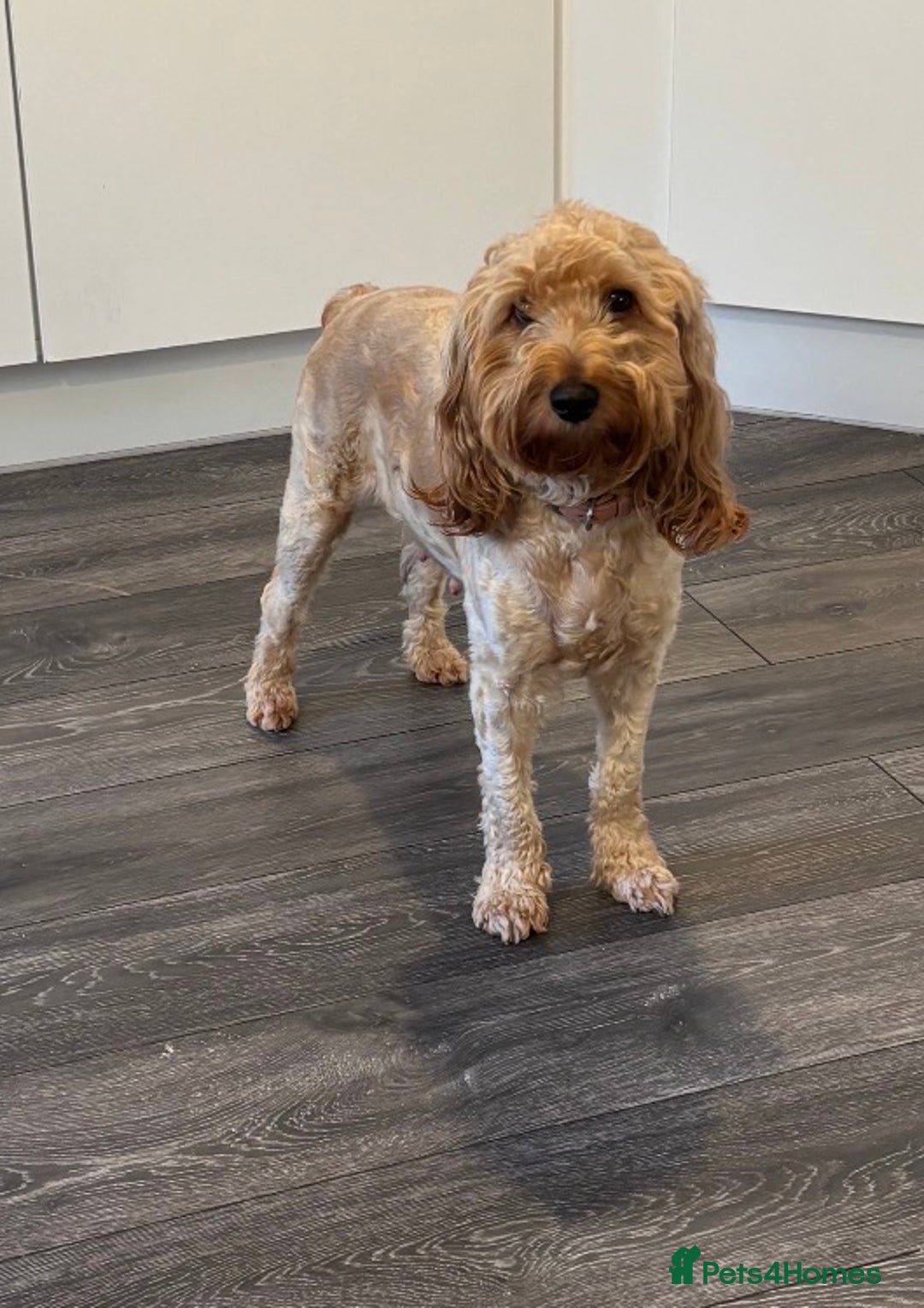 Cockapoo dogs for sale: 🐾 F2 COCKAPOO PUPPIES 🐾 - Advert 4