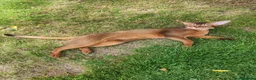 Abyssinian cats for sale: Very loyal and affectionate Abyssinian boy - Advert 3
