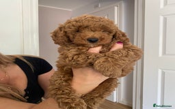 Cockapoo dogs for sale: Beautiful cockpoo boys for sale!! - Image 13