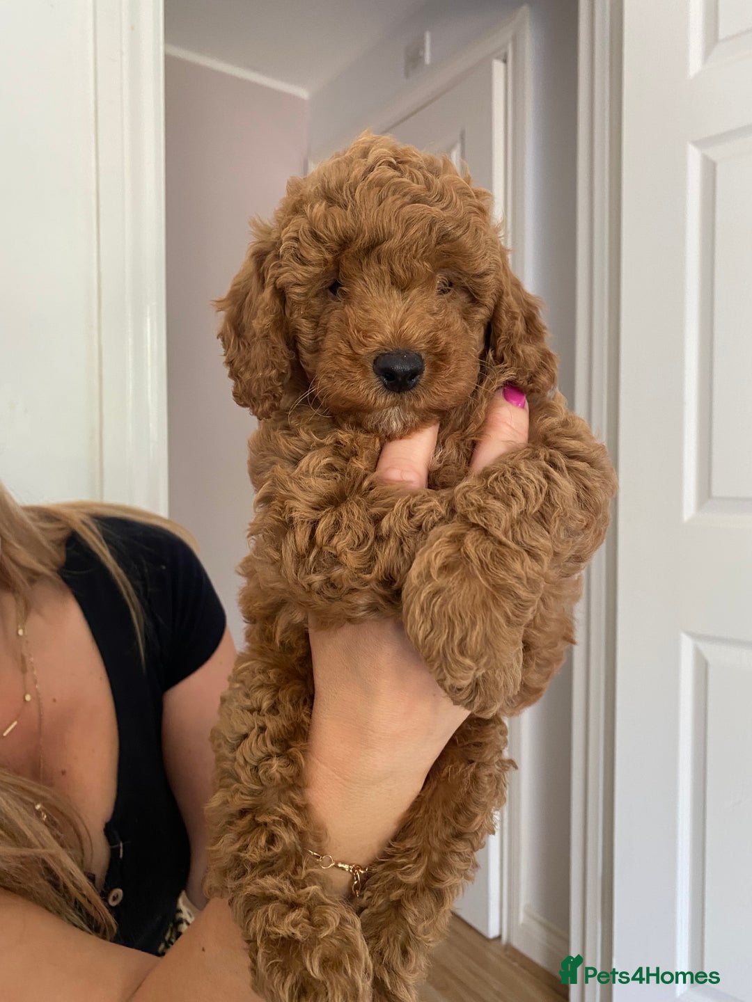 Cockapoo dogs for sale: Beautiful cockpoo boys for sale!! - Image 13
