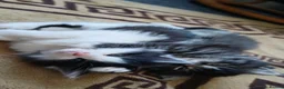 British Longhair cats for sale: British long haired kittens  - Advert 12