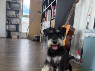 Miniature Schnauzer dogs in London - Advert 5