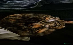 Domestic Shorthair cats for sale: 1 year old female cat  - Image 3