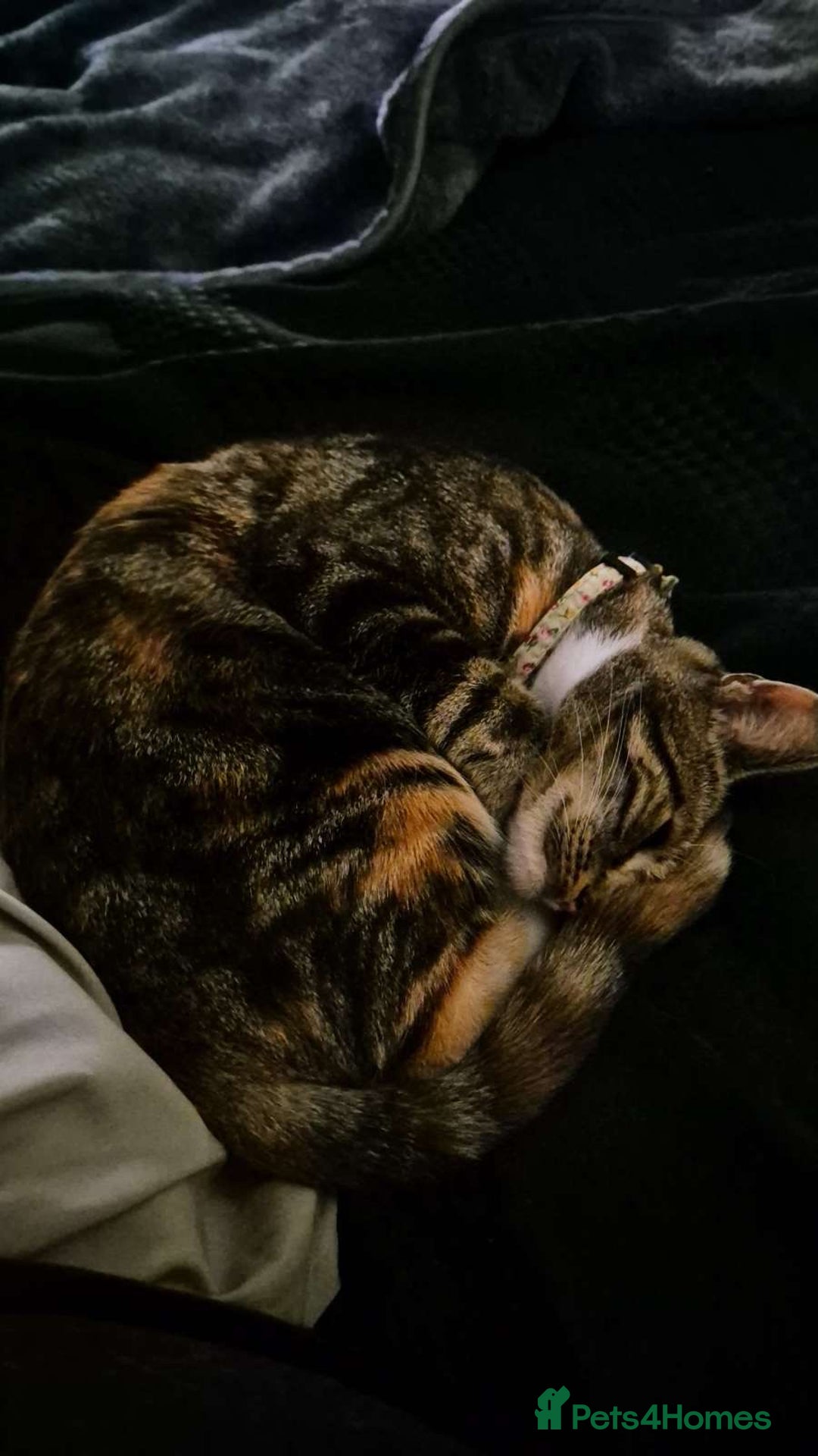 Domestic Shorthair cats for sale: 1 year old female cat  - Image 3