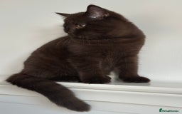 British Shorthair cats for sale: Ready🏡British Shorthair Chuky Kittens - Image 14