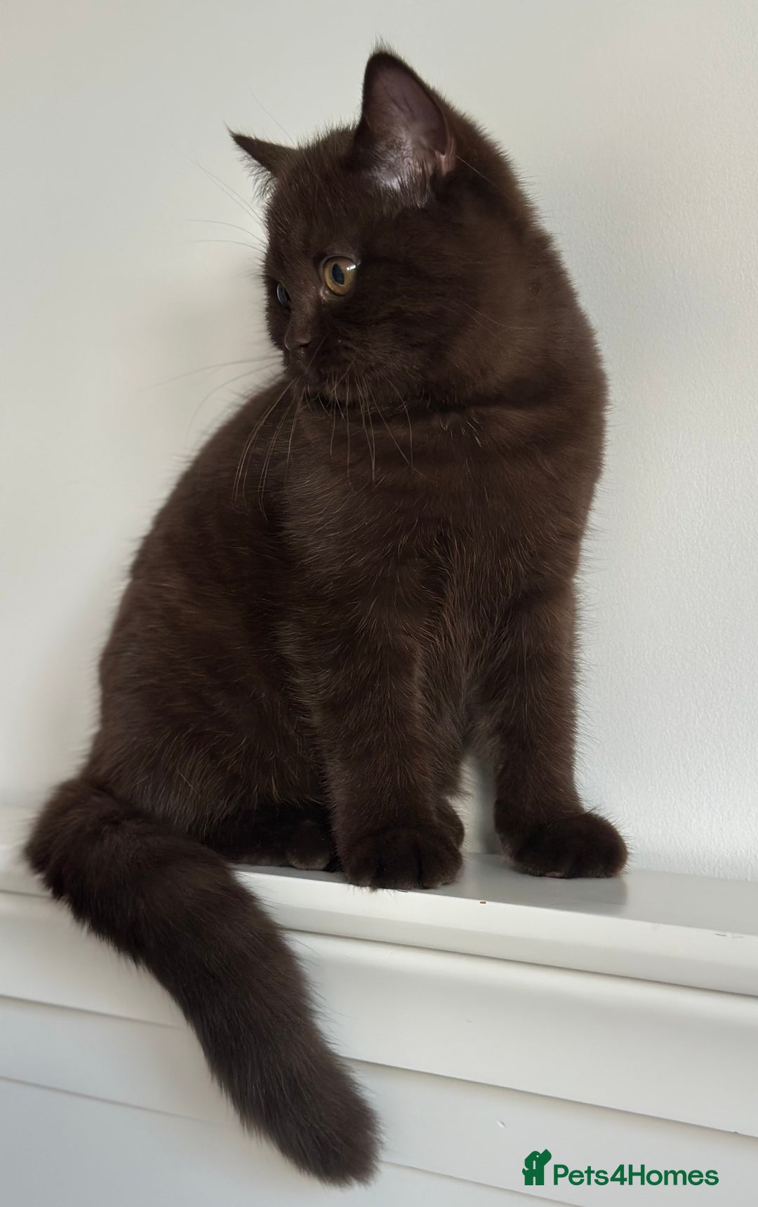 British Shorthair cats for sale: Ready🏡British Shorthair Chuky Kittens - Image 14