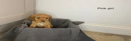 Cocker Spaniel dogs for sale: KC Reg hereditary clear working Cocker spaniels in Ingatestone - Advert 6