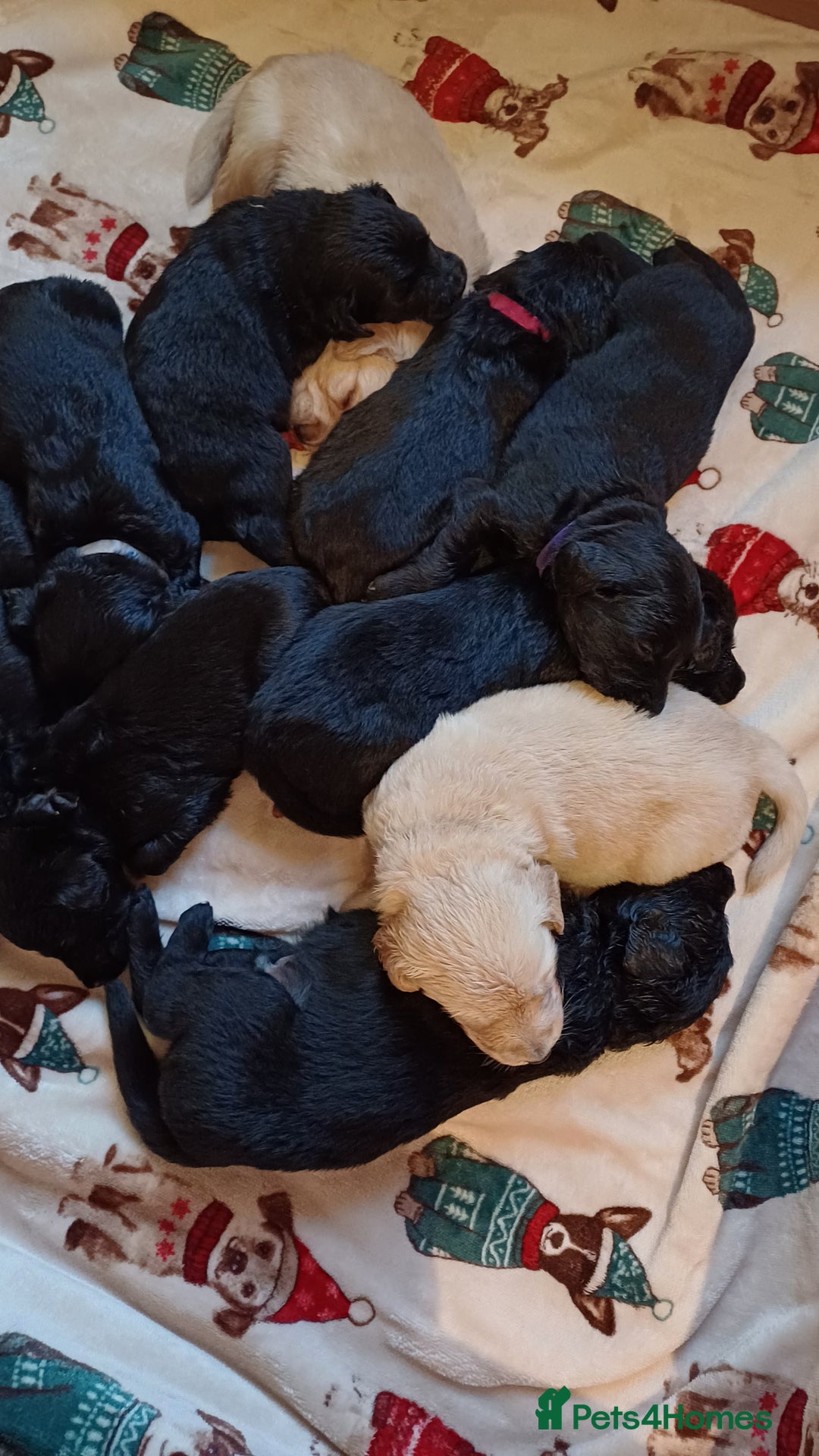 Goldendoodle dogs for sale: Goldendoodles. Family pets - Advert 16