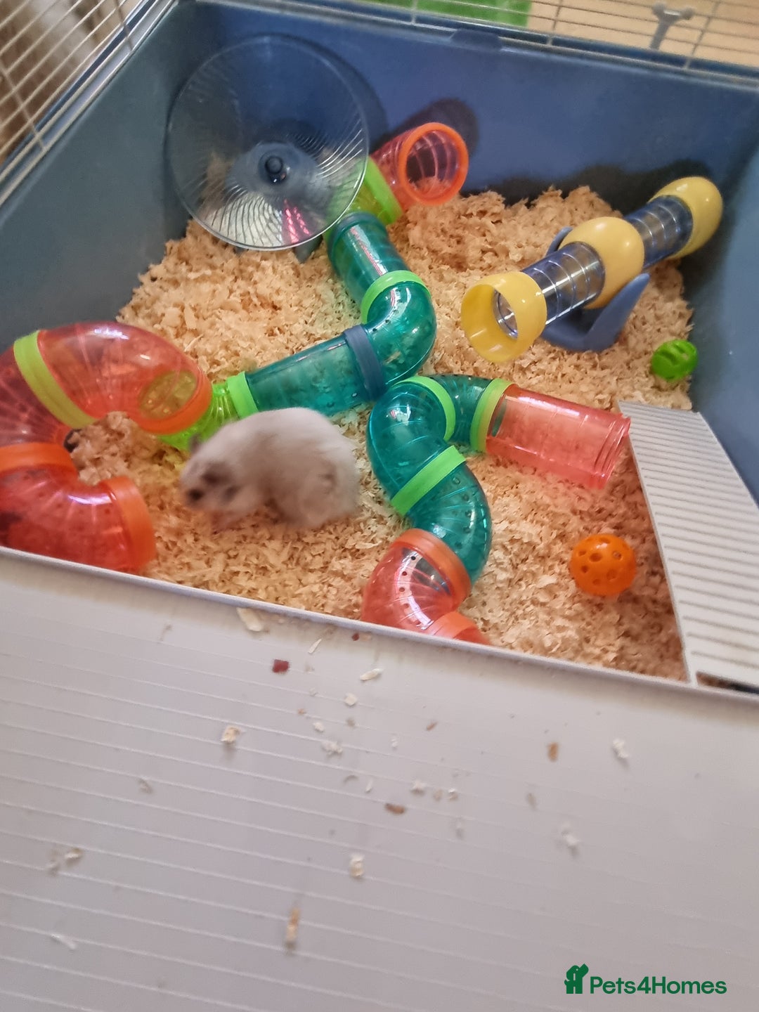 Hamster rodents for sale: Hamster and cage - Advert 2