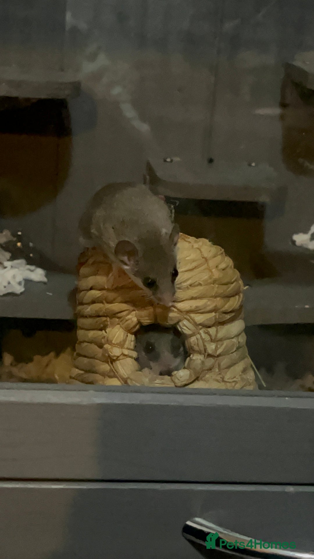 Mouse rodents for sale: Pygmy Doormice, Mixed Genders/Ages.  - Advert 3