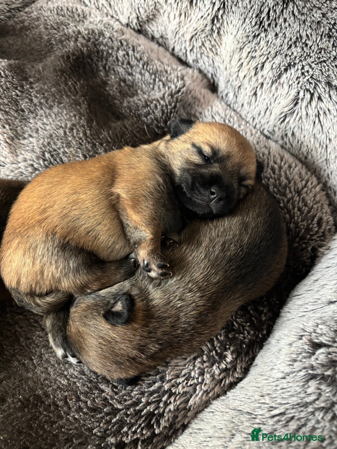 Mixed Breed dogs for sale: Jackaranian puppies - Advert 16