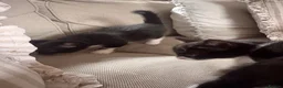 Mixed Breed cats for sale: Pair of black and white kittens - Advert 6