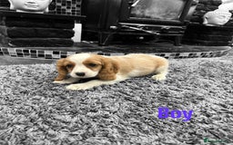 Cavalier King Charles Spaniel dogs for sale: *KC Registered DNA BVA/PRA Clear Cavalier Puppies* - Image 2