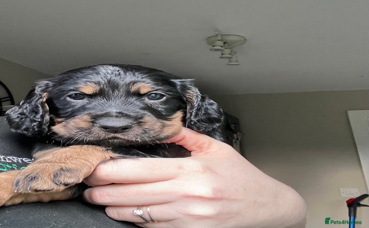 Cocker Spaniel dogs - Advert 1