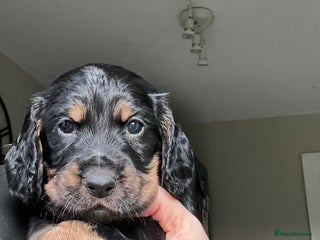 Cocker Spaniel dogs Cocker spaniel puppies - Advert 9