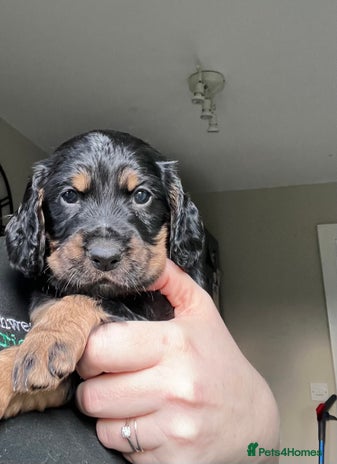 Cocker Spaniel dogs - Advert 1