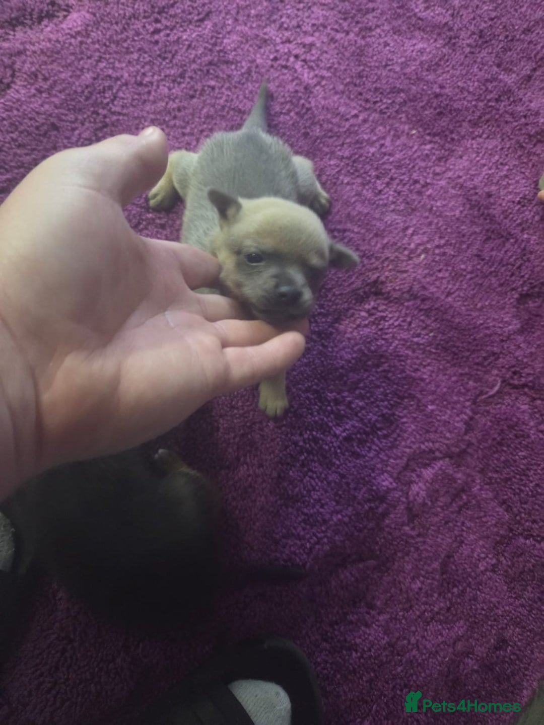 Pomchi dogs for sale: Hi for sale is my 2 beautiful pomchi puppies  - Advert 2