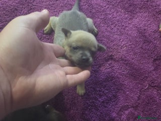 Pomchi dogs Hi for sale is my 2 beautiful pomchi puppies - Advert 2