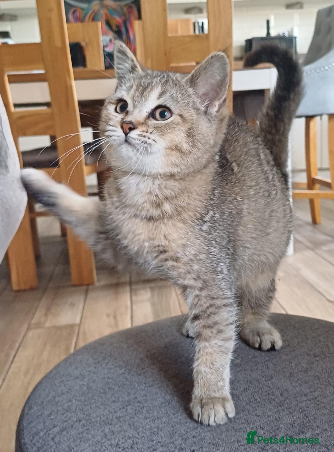 Scottish Fold cats Pretty Scottish Straight kittens  - Advert 1