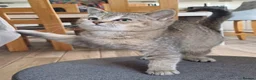 Scottish Fold cats for sale: Pretty Scottish Straight kittens  - Advert 1