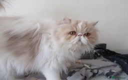 Persian cats for sale: Adorable Pedigree Persian Female Available Now - Image 7