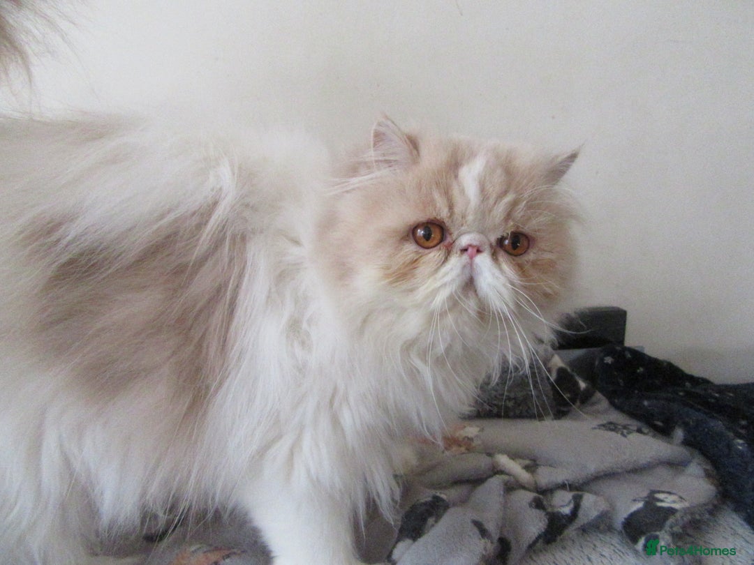 Persian cats for sale: Adorable Pedigree Persian Female Available Now - Image 7