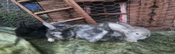 Mini Lop rabbits for sale:  Beautiful mini lop babies - Advert 6
