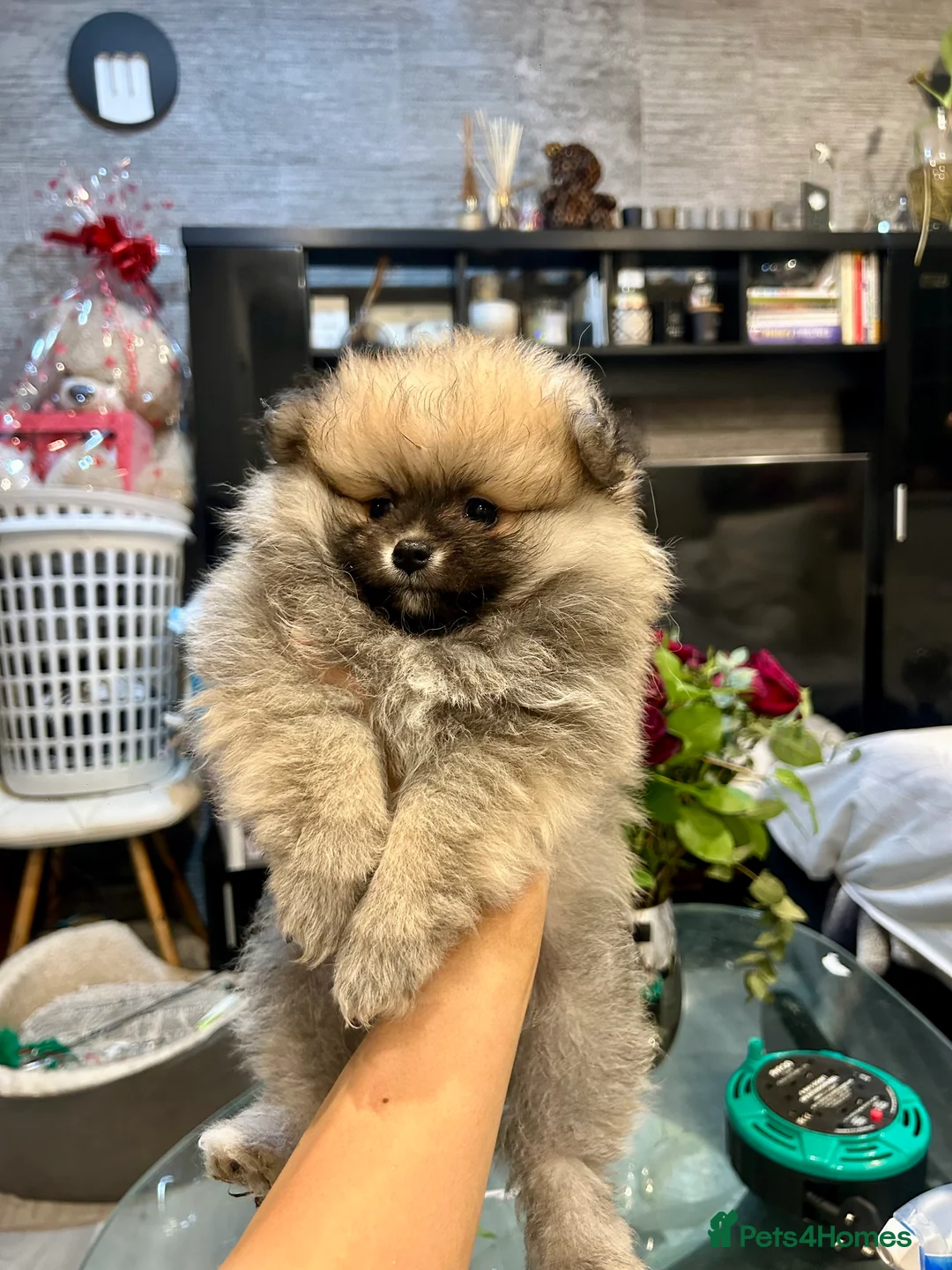 Pomeranian dogs for sale: 2 Pomeranian girls ready now  - Advert 19