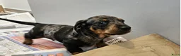 Miniature Dachshund dogs for sale: Active purebred dapple dachshund shorthair.  - Advert 5