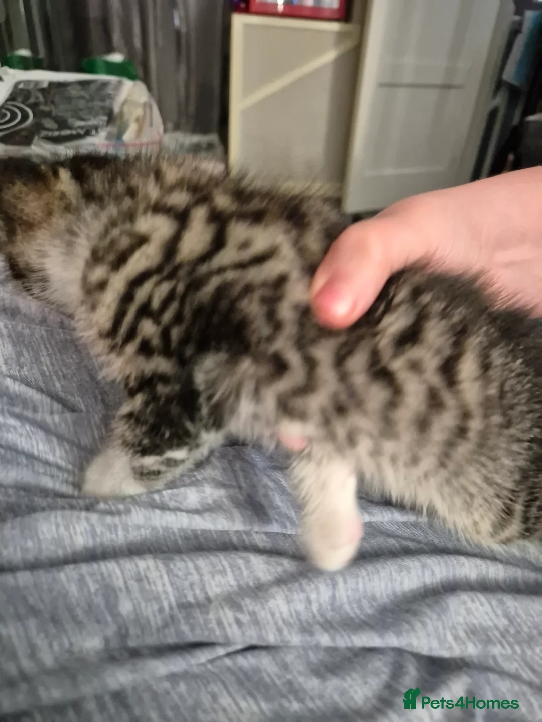 Mixed Breed cats for sale: Kittens for sale in Gloucester - Advert 16