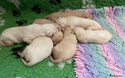 Labrador Retriever dogs for sale: Labrador puppies 5 gen pedigree health tested - Image 27