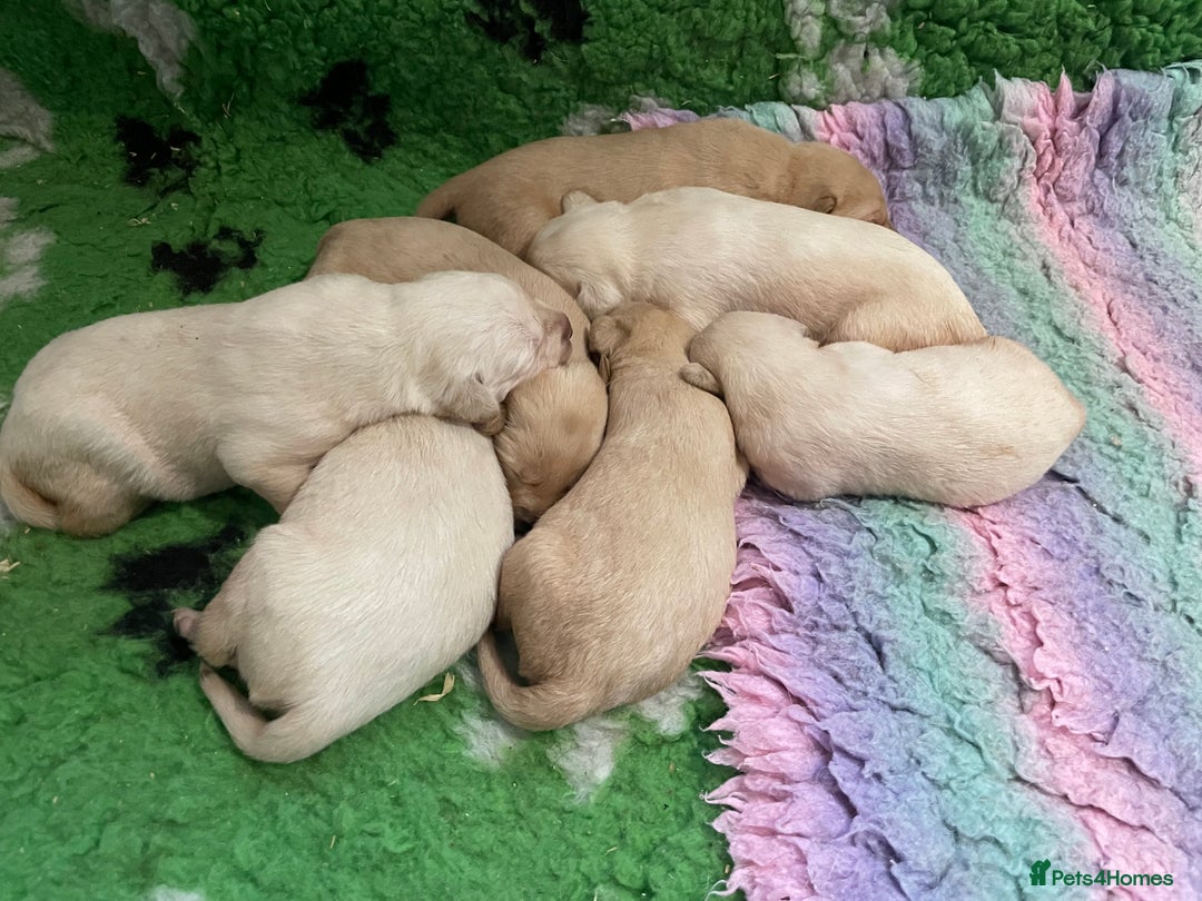 Labrador Retriever dogs for sale: Labrador puppies 5 gen pedigree health tested - Image 27