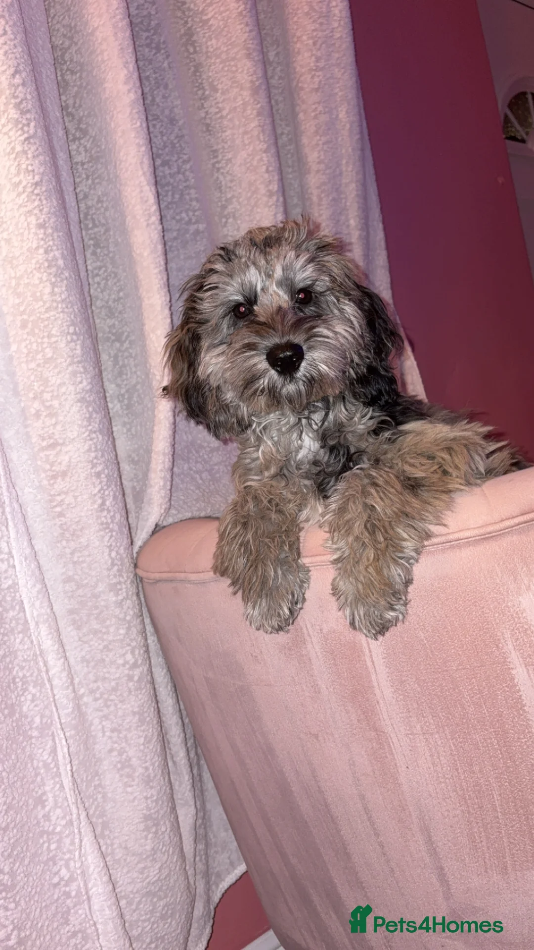 Cockapoo dogs for sale: merle cocapoo  - Advert 4