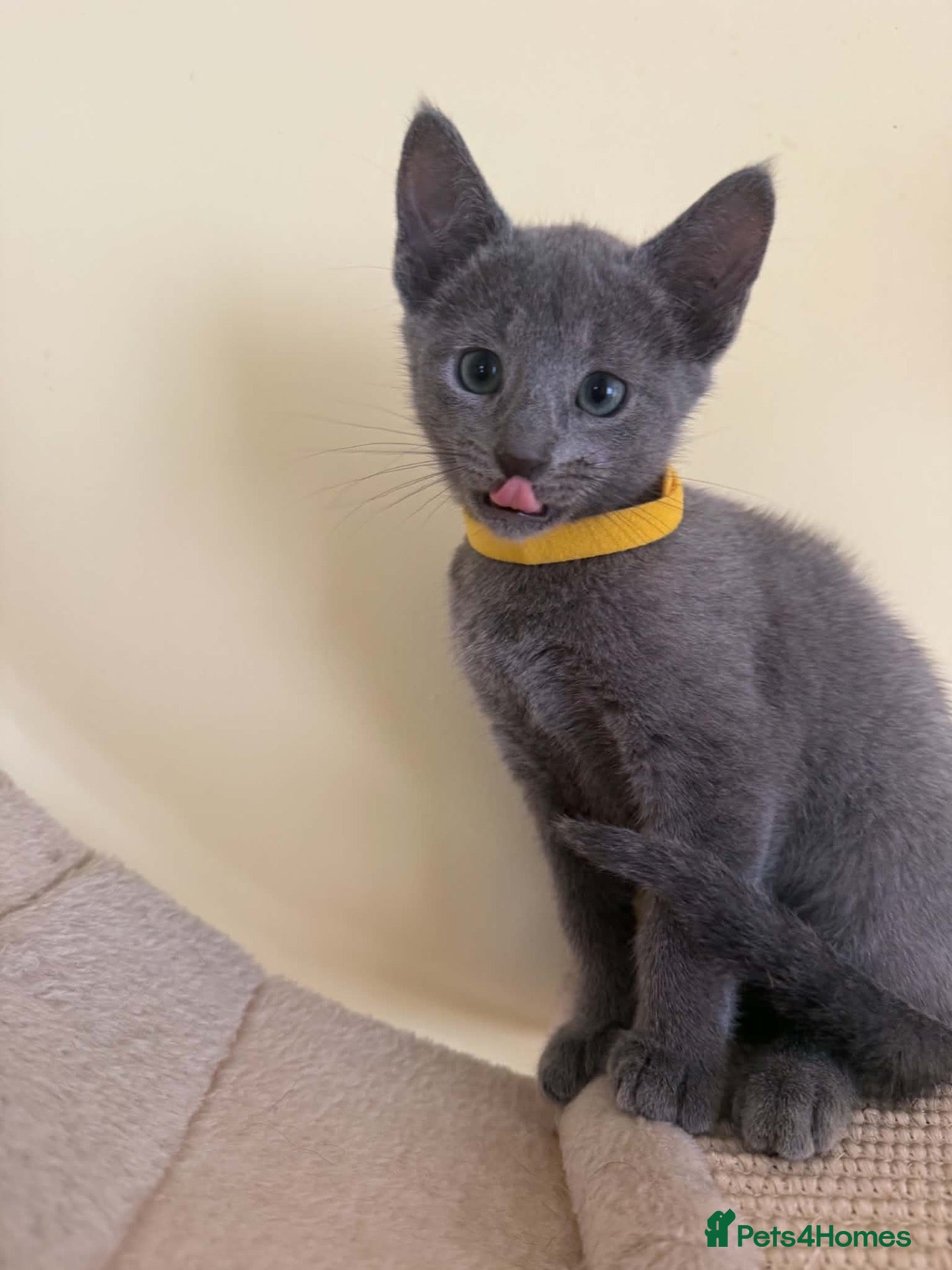 Russian Blue cats TICA REGISTERED Pure Breed Russian Blue Kittens - Advert 1