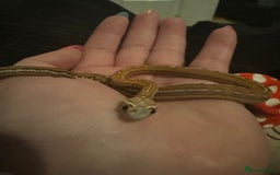 Snake reptiles for sale: Collection of snakes - Image 18