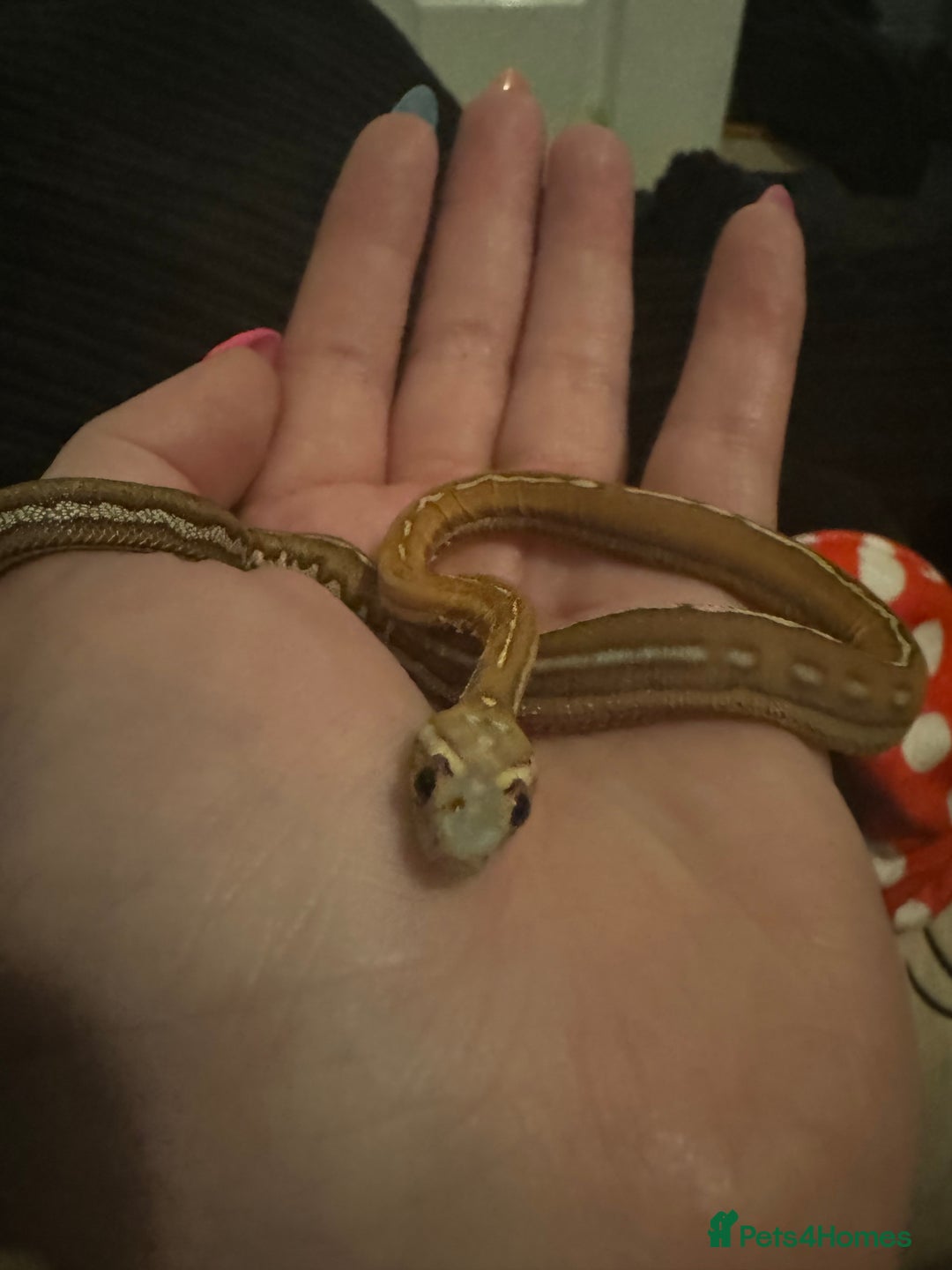 Snake reptiles for sale: Collection of snakes - Image 18