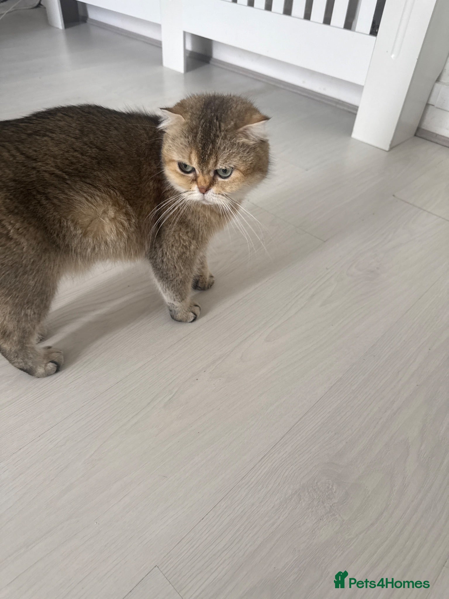 Mixed Breed cats Kitten  - Advert 5
