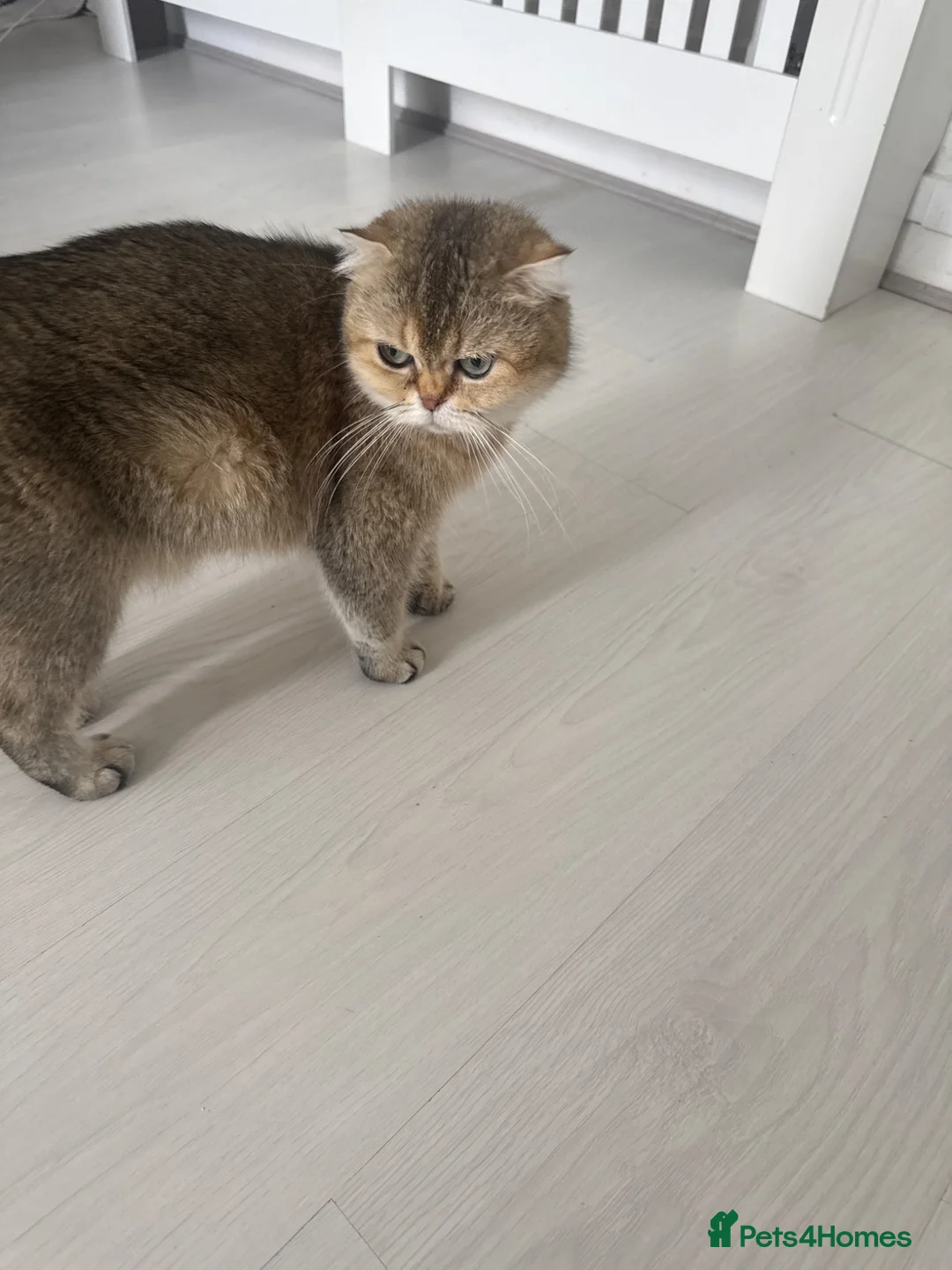 Mixed Breed cats for sale: Kitten  - Advert 1