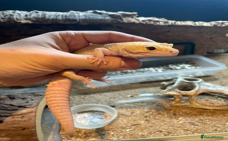 Leopard Gecko reptiles - Advert 3