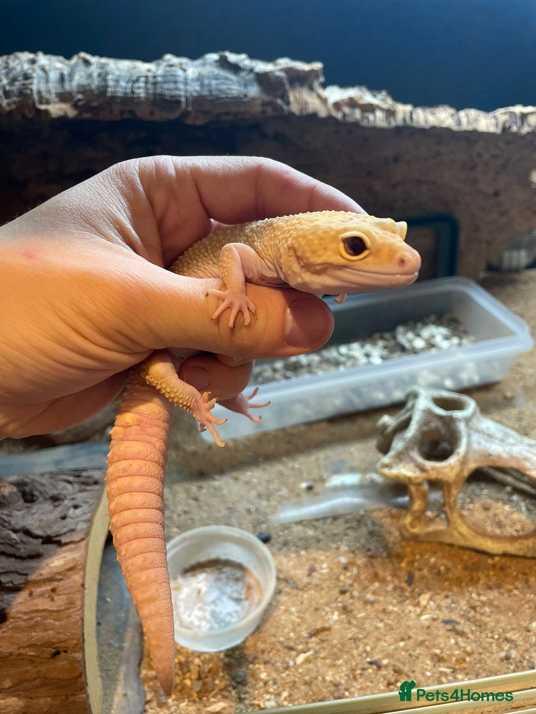 Leopard Gecko reptiles for sale: 2 Female Leopard Geckos for Sale - Image 1