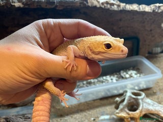 Leopard Gecko reptiles - Advert 22